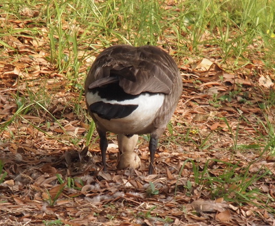[A goose stands over an egg between her legs which which she is moving with her bill. We view her back side in this image.]